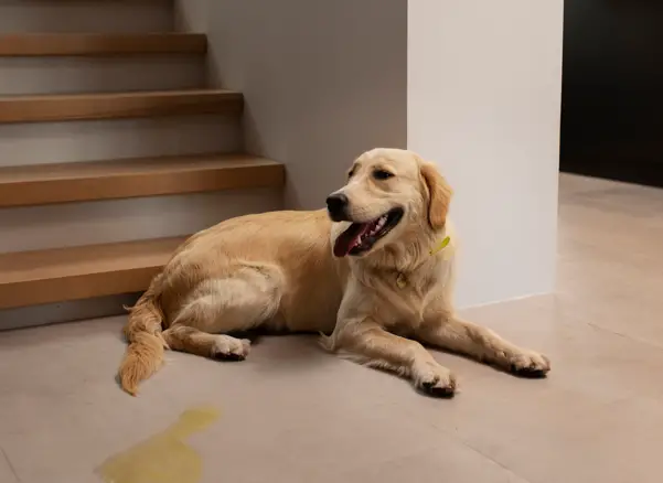 How to deep clean hardwood floors from dog urine?